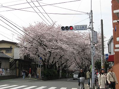 桜坂１.jpg